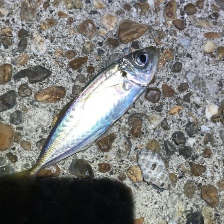 久しぶりの釣行