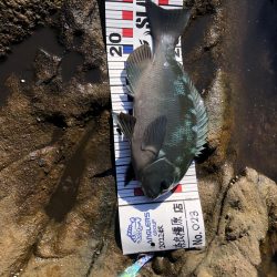 エギ!ショア!フカセ!