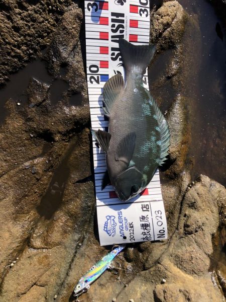 エギ!ショア!フカセ!