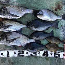 最近団子釣りにハマってます！