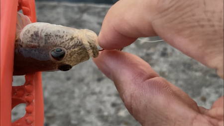 ハゼ釣り