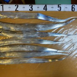 テンヤタチウオ