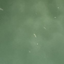 地元では二連続坊主だったので