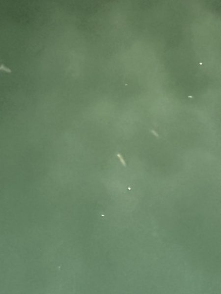 地元では二連続坊主だったので