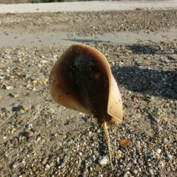 キス狙いで外道が