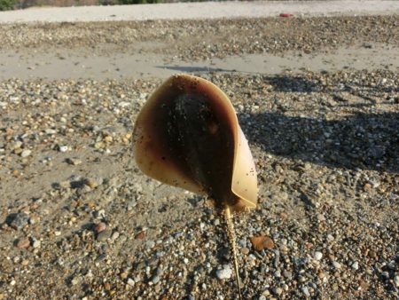 キス狙いで外道が