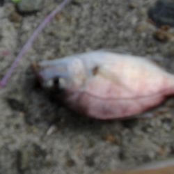 久しぶりの白灯