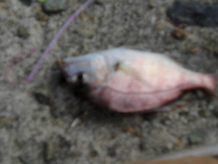 久しぶりの白灯