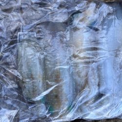 ヒラマサ狙いでしたが