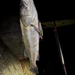 本日佐伯最後の釣行