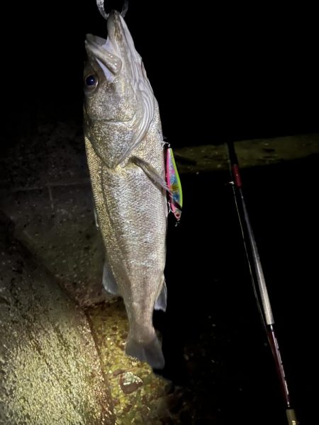 本日佐伯最後の釣行
