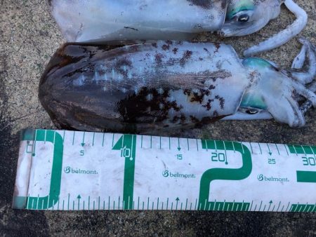 2022 佐渡ヶ島エギング 35回目【10月25日】