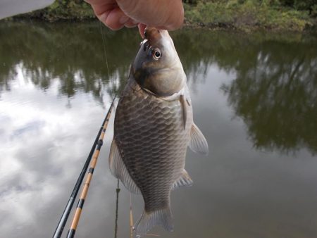 紀ノ川／田井ノ瀬　ヘラブナ釣り　マブナ中心に８枚