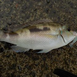 奄美大島 3回目のチャレンジ その1