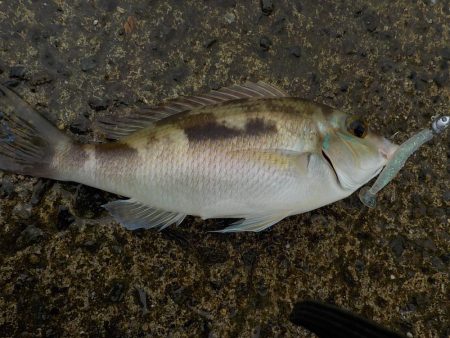 奄美大島 3回目のチャレンジ その1