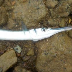 奄美大島　3回目のチャレンジ　その２