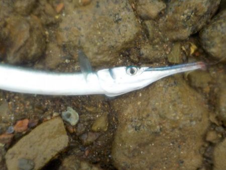 奄美大島　3回目のチャレンジ　その２