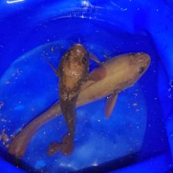 海の中でもハロウィンパーティー