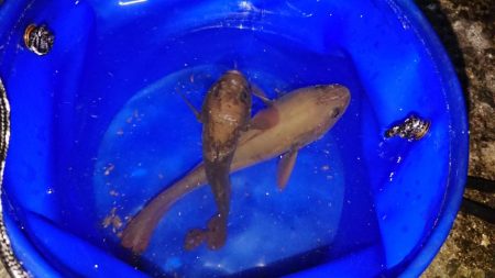 海の中でもハロウィンパーティー