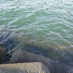 カワハギ ウマズラ