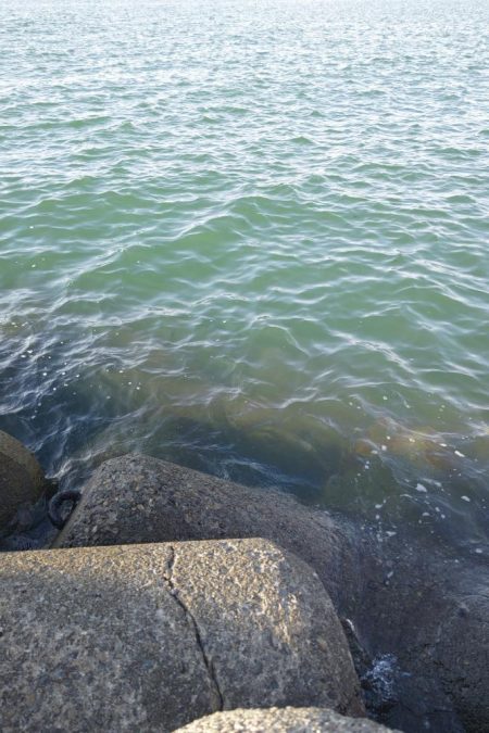 カワハギ ウマズラ