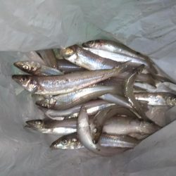 ちょい投げキス