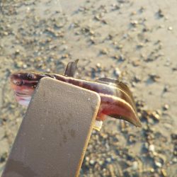 ちょい投げキスⅡ