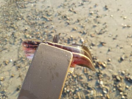 ちょい投げキスⅡ