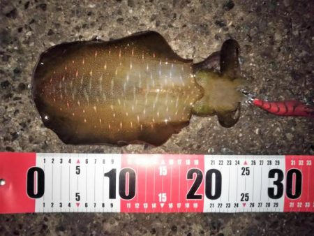 雨が降る前のエギング釣行