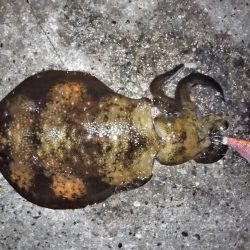 今季アオリイカ記録再更新