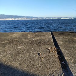 鯖の飲ませでメジロ２本