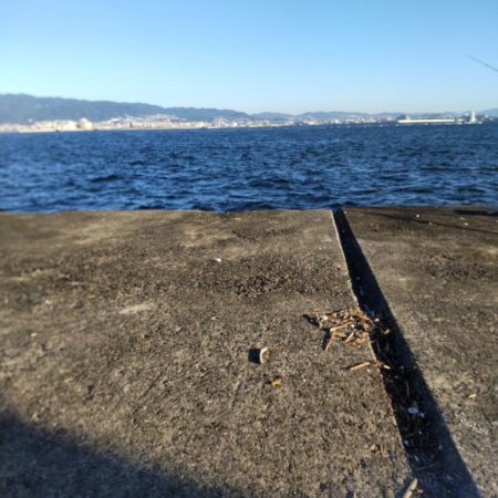 鯖の飲ませでメジロ２本