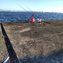 ショアジギングでサゴシ、飲ませでメジロ