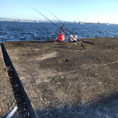 ショアジギングでサゴシ、飲ませでメジロ