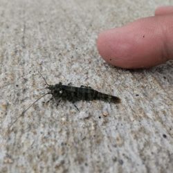 尺アジ連発も他の青物不在