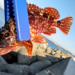 青物いないけどアジがでかいです!