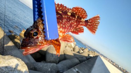 青物いないけどアジがでかいです!