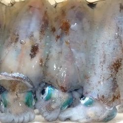 サーフエギング