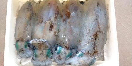 サーフエギング