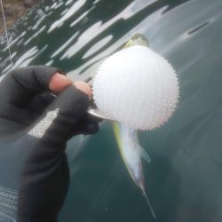 イカ渋すぎやで!