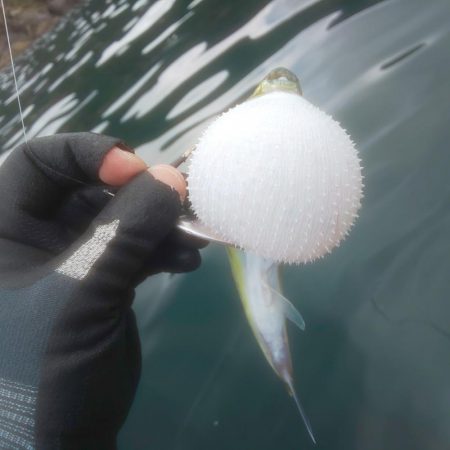 イカ渋すぎやで!