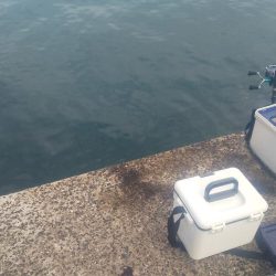 大潮だったのに