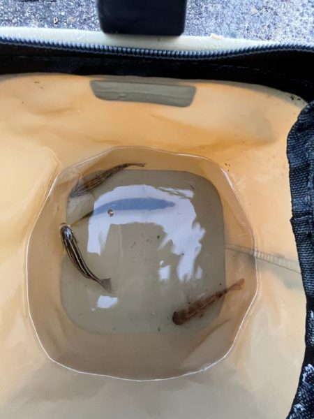 ノーハイシーズン