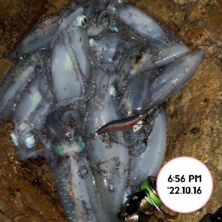 エギング夕まづめ