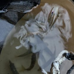 ごきげんイカが？