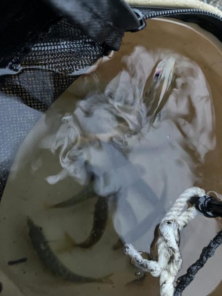 ごきげんイカが？