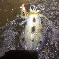 2022 佐渡ヶ島エギング 21回目【10月1日】