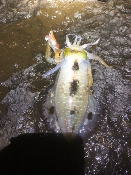 2022 佐渡ヶ島エギング 21回目【10月1日】