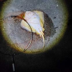 40日ぶりに魚を釣りました