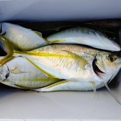 仕事帰りにシマアジ釣り